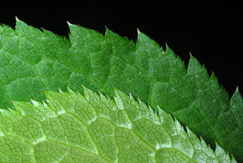 Cryptotaenia canadensis (Japanese cryptotaenia) — photo