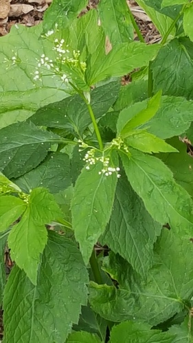 Cryptotaenia canadensis (Japanese cryptotaenia) — photo