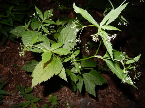 Cryptotaenia canadensis