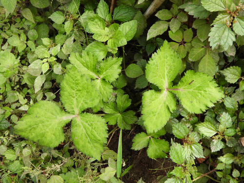 Cryptotaenia japonica (Japanese parsley) — photo