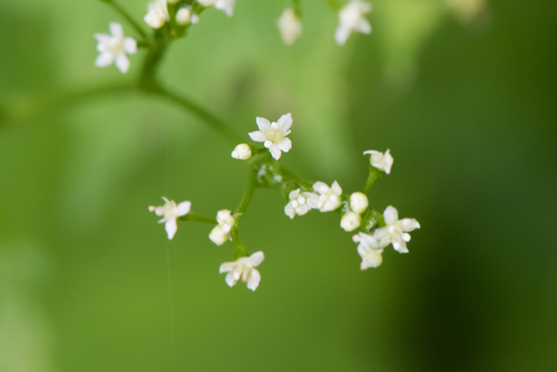 Cryptotaenia japonica (Japanese parsley) — photo