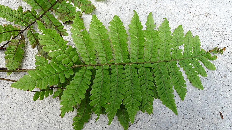 Ctenitis sp. (fern) — photo