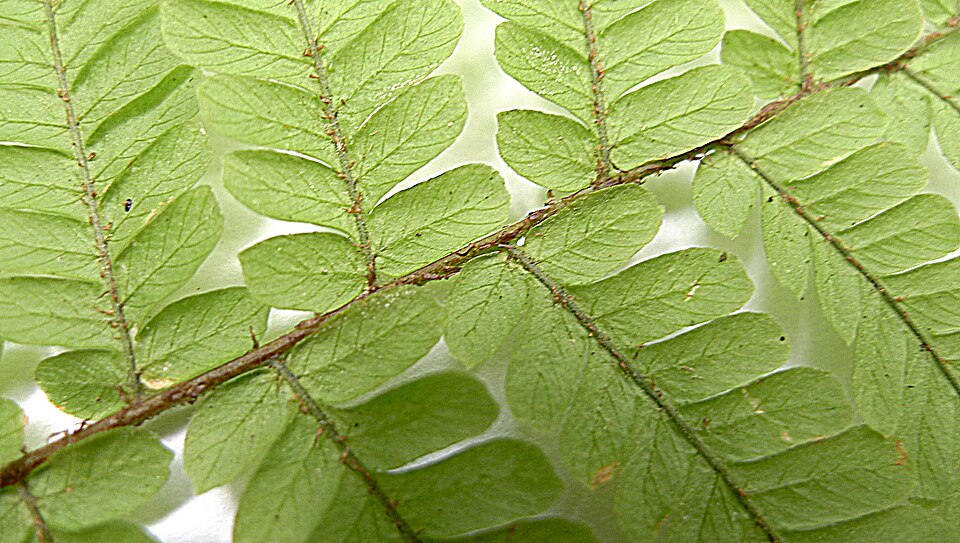 Ctenitis sp.