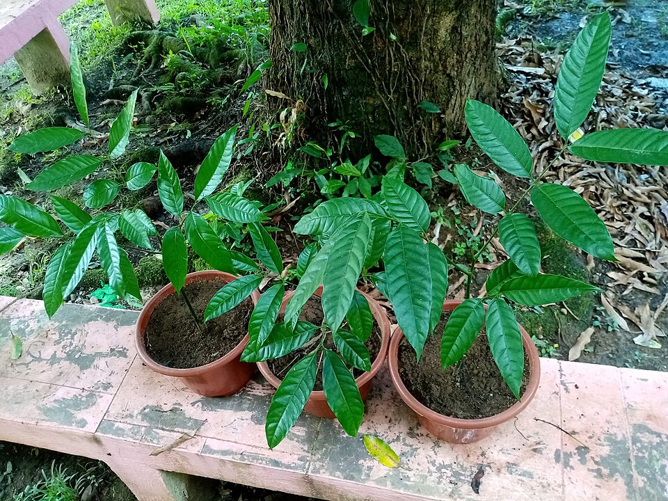 Cubilia cubili