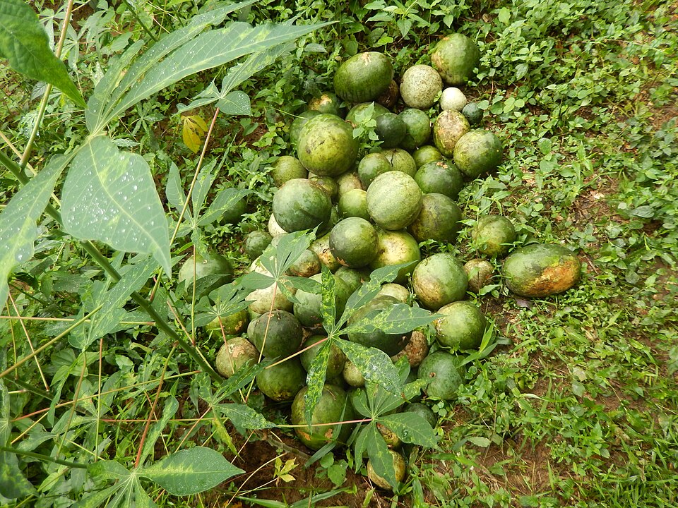Cucumeropsis mannii