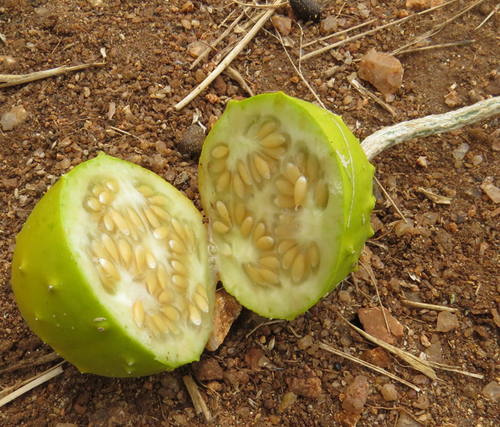 Cucumis aculeatus — photo