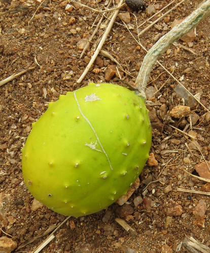 Cucumis aculeatus