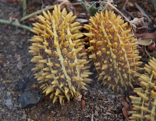 Cucumis africanus (Horned cucumber) — photo