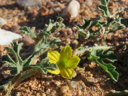 Cucumis africanus