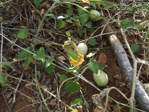 Cucumis anguria
