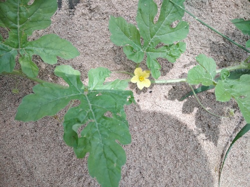 Cucumis anguria var. longaculeatus (Wild cucumber) — photo