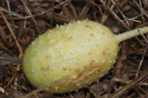 Cucumis anguria var. longaculeatus (Wild cucumber) — photo