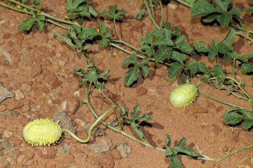 Cucumis anguria var. longaculeatus