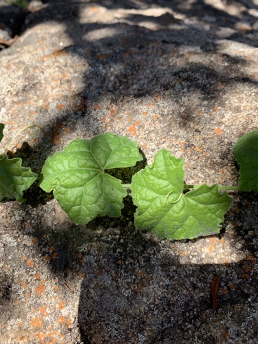 Cucumis cinereus — photo