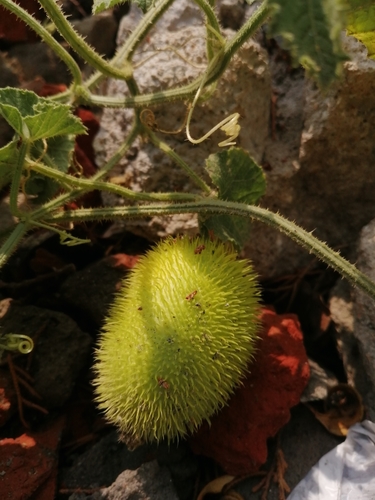 Cucumis dipsaceus (Teaselgourd) — photo