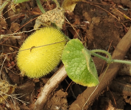 Cucumis dipsaceus