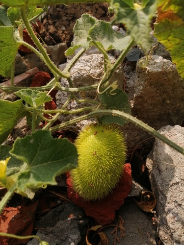 Cucumis dipsaceus (Teaselgourd) — photo
