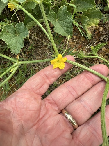 Cucumis dudaim (Dudaim melon) — photo
