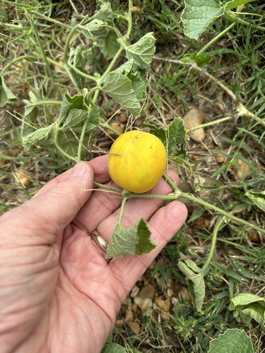 Cucumis dudaim (Dudaim melon) — photo