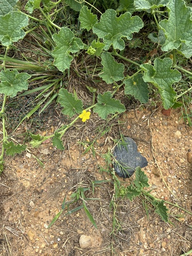 Cucumis dudaim