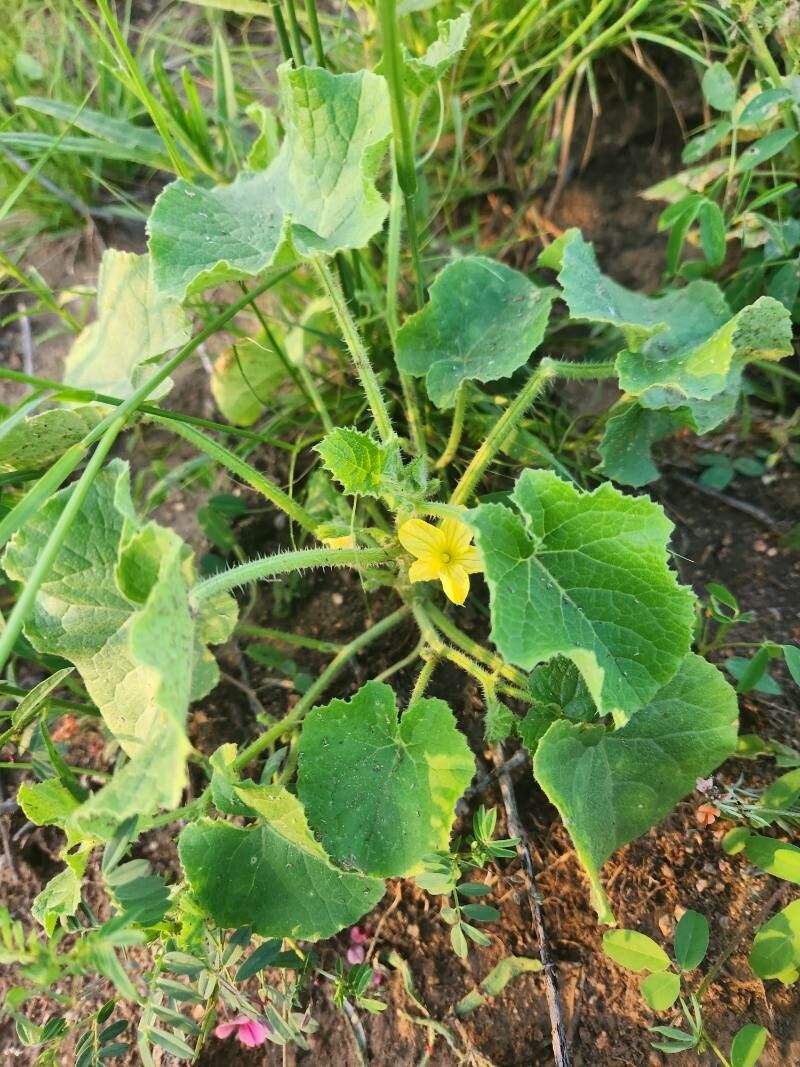 Cucumis engleri — photo