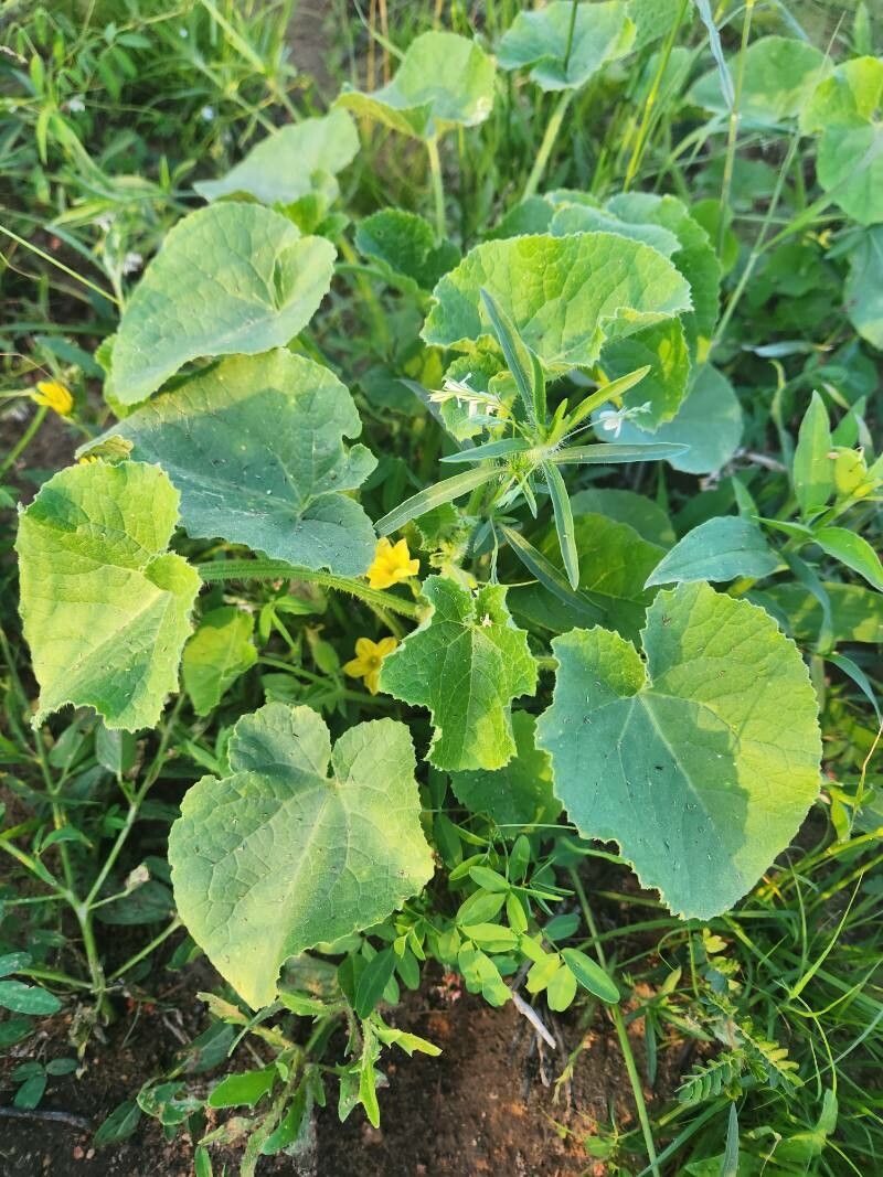 Cucumis engleri — photo