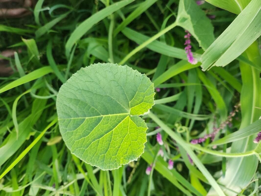 Cucumis engleri