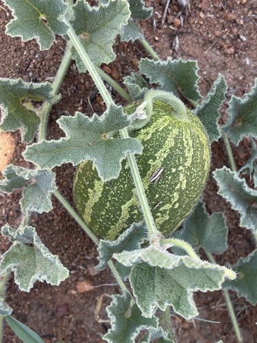 Cucumis hirsutus — photo