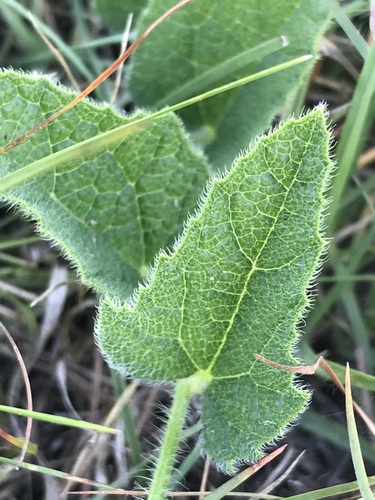 Cucumis hirsutus