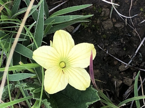 Cucumis hirsutus — photo