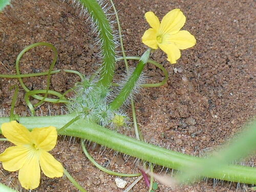 Cucumis humofructus — photo