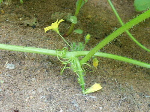 Cucumis humofructus