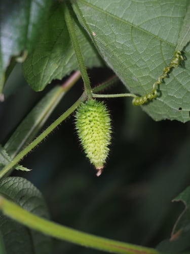 Cucumis hystrix