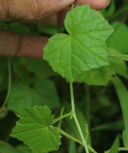 Cucumis indicus — photo