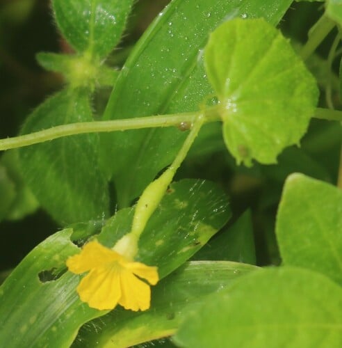 Cucumis indicus
