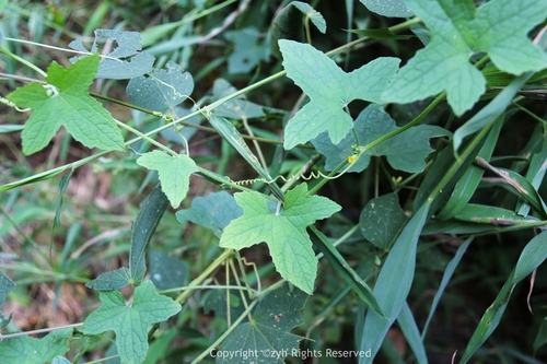 Cucumis javanicus — photo