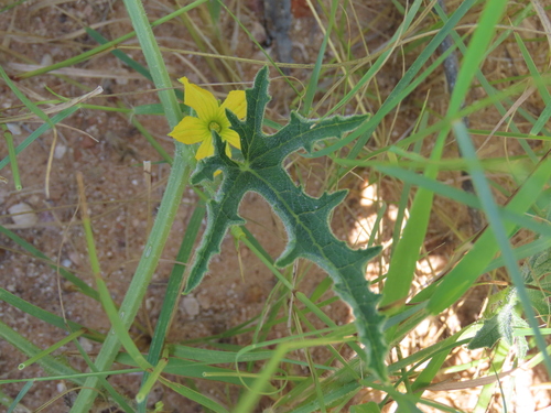 Cucumis kalahariensis (Kalahari cucumber) — photo