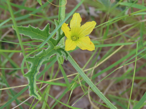 Cucumis kalahariensis