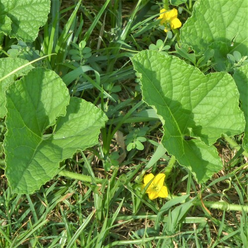 Cucumis melo (Melon) — photo