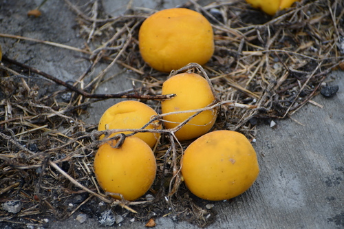 Cucumis melo subsp. agrestis (Early melon) — photo