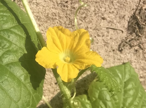 Cucumis melo var. chito (Dudaim melon) — photo