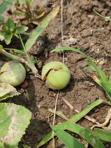 Cucumis melo var. momordica (Snap melon) — photo
