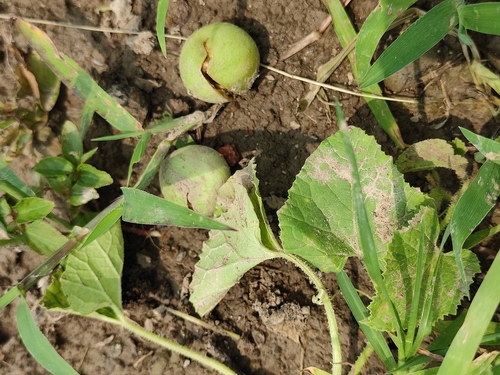 Cucumis melo var. momordica