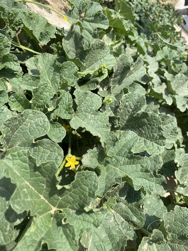 Cucumis melo var. reticulatus