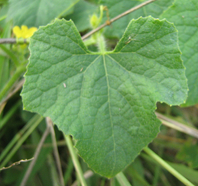 Cucumis metuliferus (African Horned cucumber) — photo