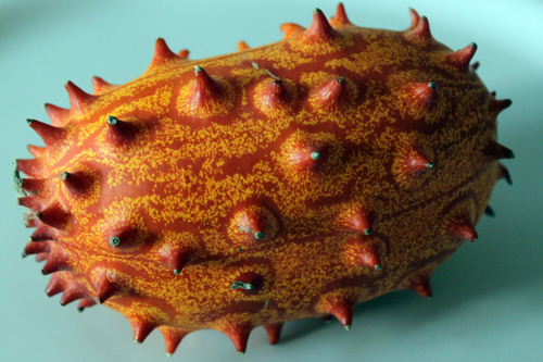Cucumis metuliferus (African Horned cucumber) — photo