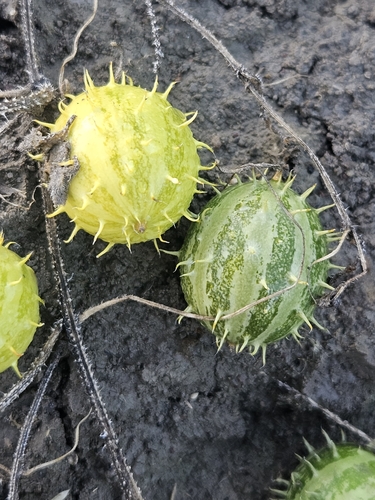 Cucumis myriocarpus (Striped wild cucumber) — photo