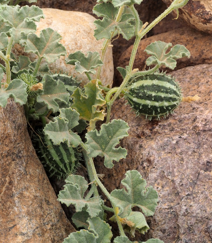 Cucumis prophetarum (Wild cucumber) — photo