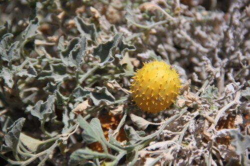Cucumis prophetarum (Wild cucumber) — photo