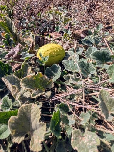 Cucumis pustulatus — photo